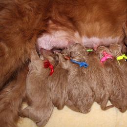 Goldendoodle Puppies from Carefree Goldendoodles