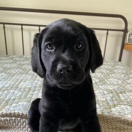 Ms. Pink - Black female Labrador Retriever puppy in New Hanover, New Jersey from Misty Labs