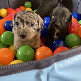 Aussiedoodle and Leopardoodle Puppies from A Puppy Crush