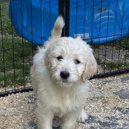 Lady - Cream female Goldendoodle puppy in Westbrook, Maine from Snowypaw Golden Retrievers