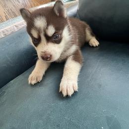 Shoko - Red and white Siberian Husky puppy in California from Lomas Huskies
