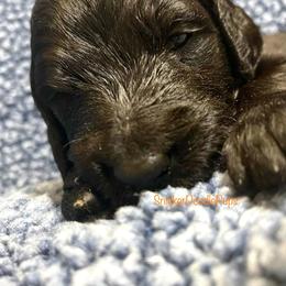 Goldendoodle and Poodle Puppies from SnickerDoodlePups