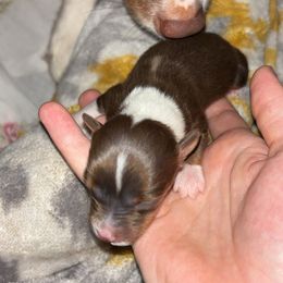 Goofy - Red tri male Toy Australian Shepherd puppy in Humansville, Missouri from Tater Tot aussies