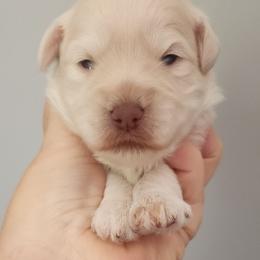 Pearly Jean - Wheaten female Miniature Schnauzer puppy in Ferndale, Washington from Blackhorse Schnauzers Washington state