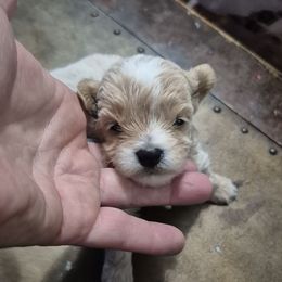 Rex - Cafe au lait male Maltipoo puppy in Everett, Washington from Meadows Ranch