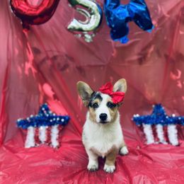 American Corgi and Pembroke Welsh Corgi Puppies from Weatherby’s Corgis