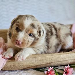 Roxy - Red merle female Australian Shepherd puppy in Mountain Grove, Missouri from K Bar H Farms