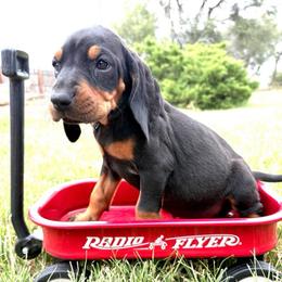 Happy Purple - Black and tan female Black and Tan Coonhound puppy in Pueblo, Colorado from BT Coonhound