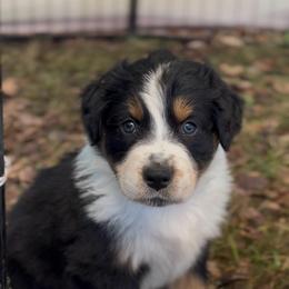 Ike - Black tri-color male Australian Shepherd puppy in Morrow, Ohio from OakHaven Acres Aussies