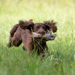 English Cocker Spaniel All Grown Up from SunSage Sporting Dogs