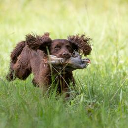 English Cocker Spaniel All Grown Up from SunSage Sporting Dogs