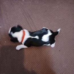 Boy 2.  Brown collar - Tri-color male Cavalier King Charles Spaniel puppy in Albany, Oregon from Hit Parade Cavaliers