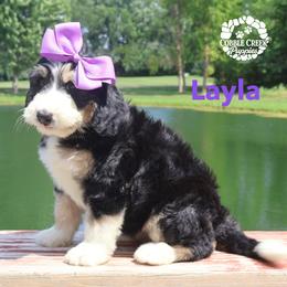 Layla - Tri-color female Bernedoodle puppy in Heyworth, Illinois from Cobble Creek Puppies