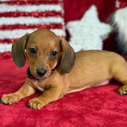 Lottie - Red female Dachshund puppy in Lincoln, Arkansas from Red Dirt Dachshunds