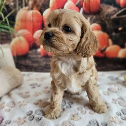 Ruthie - Apricot female Cavapoo puppy in Lebanon, Missouri from Leerose Puppies