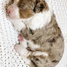 Montana - Chocolate merle male Bernedoodle puppy in Hudson, Indiana from TurkeyCreek-K9