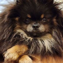 Persia - Pomeranian