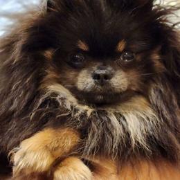 Persia - Pomeranian