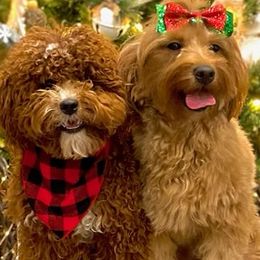 Goldendoodles from The doodles