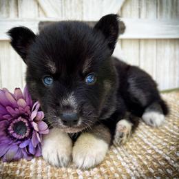 Dee - Black and white female Siberian Husky puppy in Union Grove, Alabama from Southern Siberian Life