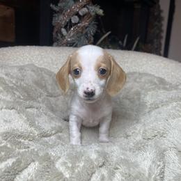 Holly - Piebald female Dachshund puppy in Washburn, Tennessee from Clinch Mountain Dachshunds