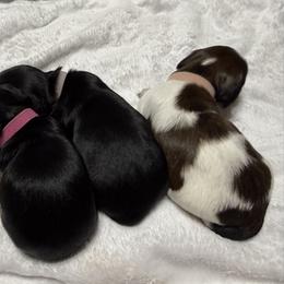 Dachshund Puppies from Gillian’s Darling’ Doxies