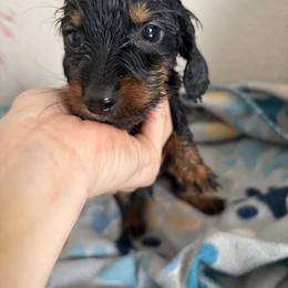 Thancred - Black and tan male Dachshund puppy in Conroe, Texas from R&M Dachshunds
