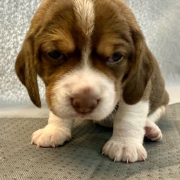 Liberty- Blue Collar - Brown white and tan female Beagle puppy in Las Vegas, Nevada from Hound Kings