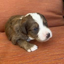 Patch - Chocolate merle male Bernedoodle puppy in Springville, Utah from Oodles of Bernedoodles