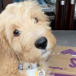 Goldendoodles from Aloha Maui Goldendoodles