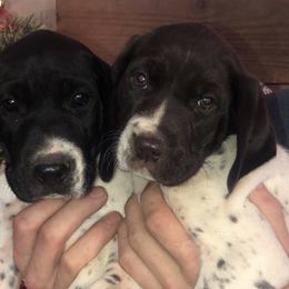 German Shorthaired Pointers from Hatcher’s GSP’s