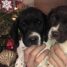 German Shorthaired Pointers from Hatcher’s GSP’s