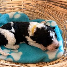 Yellow - Black and white female Sheepadoodle puppy in Prairie Du Chien, Wisconsin from Hicklin Hollow Ranch