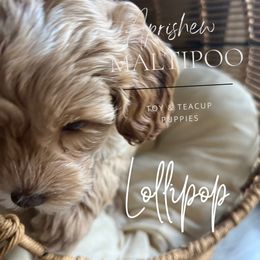 Lollipop - Maltipoo puppy from Aprishew Maltipoo