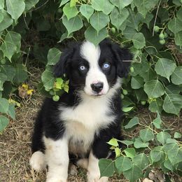Cookie n Cream - Black tri male Miniature Australian Shepherd puppy in Paris, Texas from Blue Envy Mini Aussies