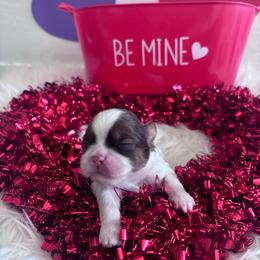Rosie - Liver and white female Shih Tzu puppy in Avondale, Arizona from Riley Family Shih Tzus