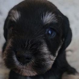 Aspen double blue eyes - Black and silver female Miniature Schnauzer puppy in Panama City, Florida from Emerald Coast Schnauzers