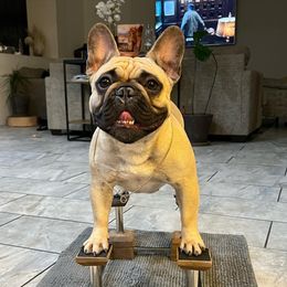Ivana - French Bulldog