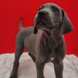 Gemma - Blue female Great Dane puppy in Kannapolis, North Carolina from Carolina Great Danes & Toy Poodles