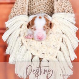 Destiny - Parti female Goldendoodle puppy in Mahomet, Illinois from Jordan Family Doodles