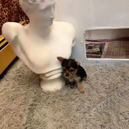 Yorkipoo Puppies from Tuts Pups Cafe