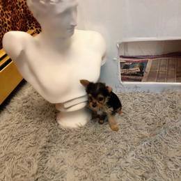 Yorkipoo Puppies from Tuts Pups Cafe