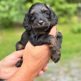 Donut - Phantom male Goldendoodle puppy in Ranger, Georgia from Muscadine Meadows Poodles and Doodles