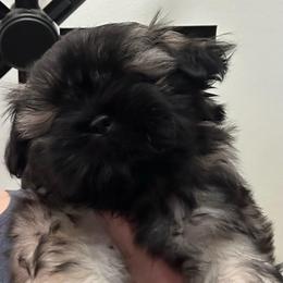Care Bear - Silver male Shih Tzu puppy in Mineola, Texas from RL Phillips Shihtzus