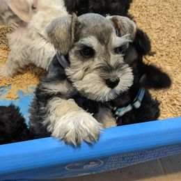 Miniature Schnauzer Puppies from Texas Dreams Mini Schnauzers