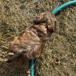 Shihpoo and Shih Tzu Puppies from Goracke Family