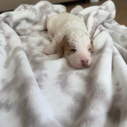 Jules - Red female Bernedoodle puppy in Fishers, Indiana from Fishers Bernedoodles