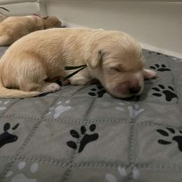 Ms. Green (Princess Jasmine) - Light golden female Golden Retriever puppy in Umatilla, Florida from AT Marvelous Kennels