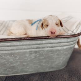 Topaz - Parti male Goldendoodle puppy in Billings, Montana from Montana Raised Doodles