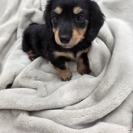 Dachshund Puppies from Yadkindale Kennel